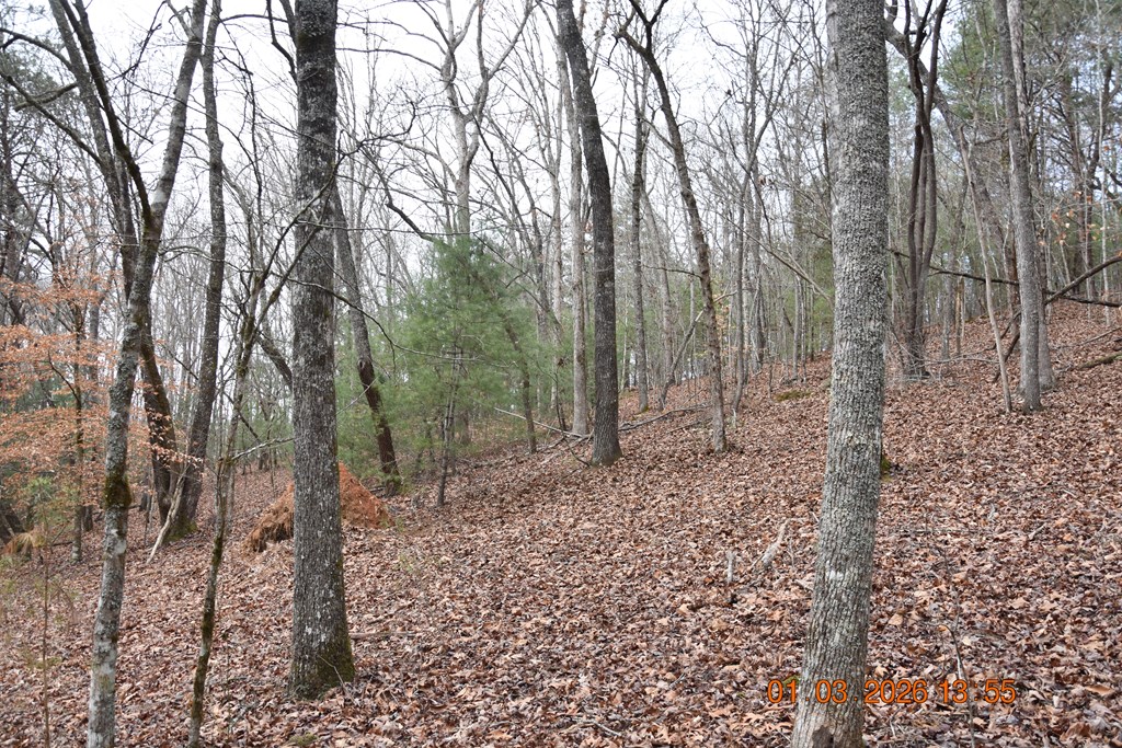 167 Swaims Road Hayesville, NC 28904 - Photo 39 of 69 a view of a forest filled with trees