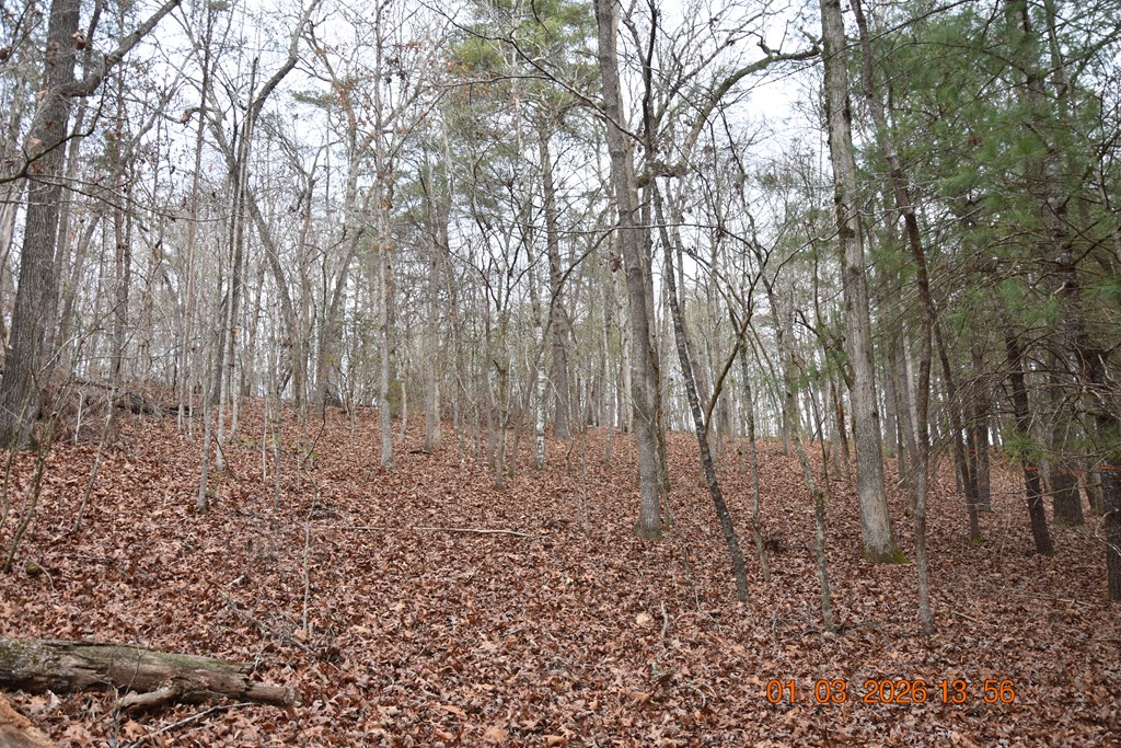 167 Swaims Road Hayesville, NC 28904 - Photo 40 of 69 a view of a yard with large trees