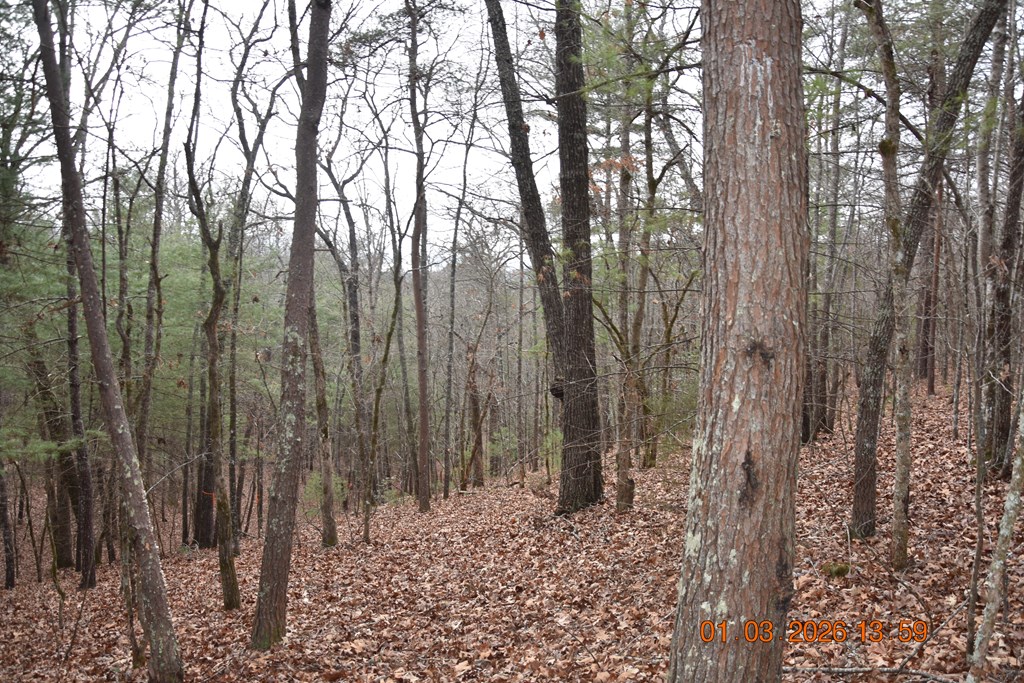167 Swaims Road Hayesville, NC 28904 - Photo 42 of 69 a view of a forest with large trees