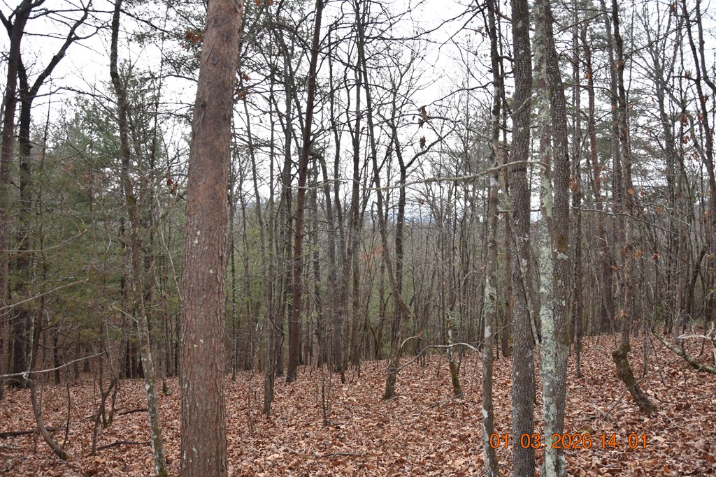 167 Swaims Road Hayesville, NC 28904 - Photo 43 of 69 a view of a forest