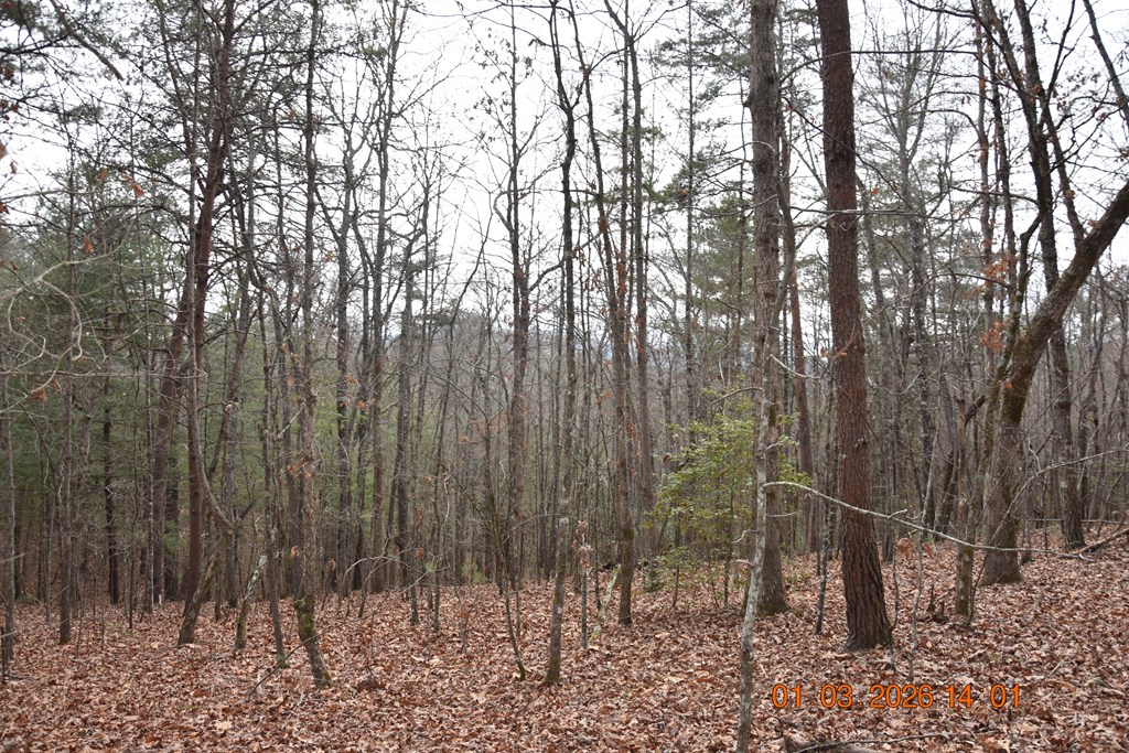 167 Swaims Road Hayesville, NC 28904 - Photo 44 of 69