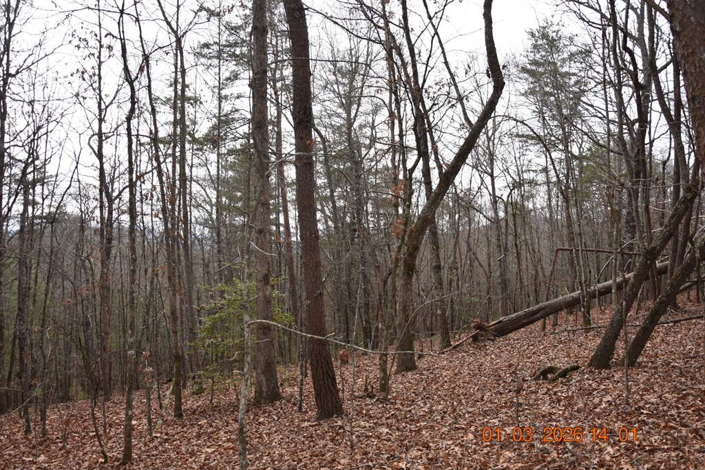167 Swaims Road Hayesville, NC 28904 - Photo 45 of 69 a view of a forest with trees