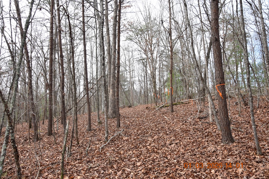 167 Swaims Road Hayesville, NC 28904 - Photo 46 of 69 a view of a backyard of the house