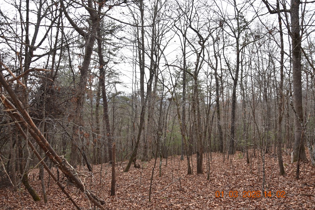 167 Swaims Road Hayesville, NC 28904 - Photo 47 of 69 a view of outdoor space with lots of trees