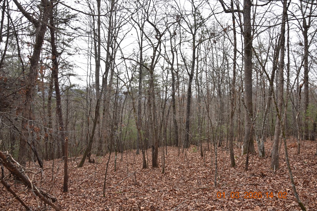 167 Swaims Road Hayesville, NC 28904 - Photo 48 of 69 a view of three trees