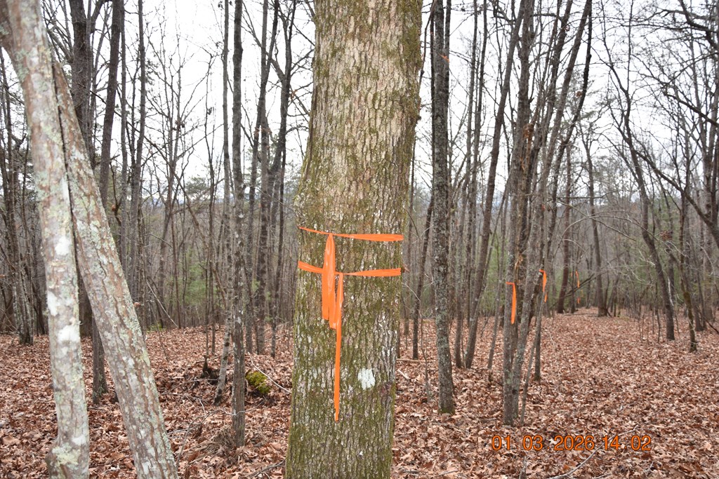 167 Swaims Road Hayesville, NC 28904 - Photo 50 of 69 a view of a park that has large trees