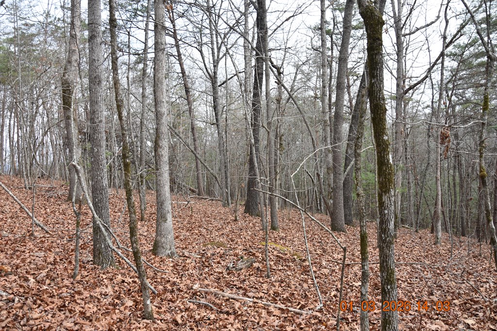 167 Swaims Road Hayesville, NC 28904 - Photo 51 of 69 a view of a forest filled with trees