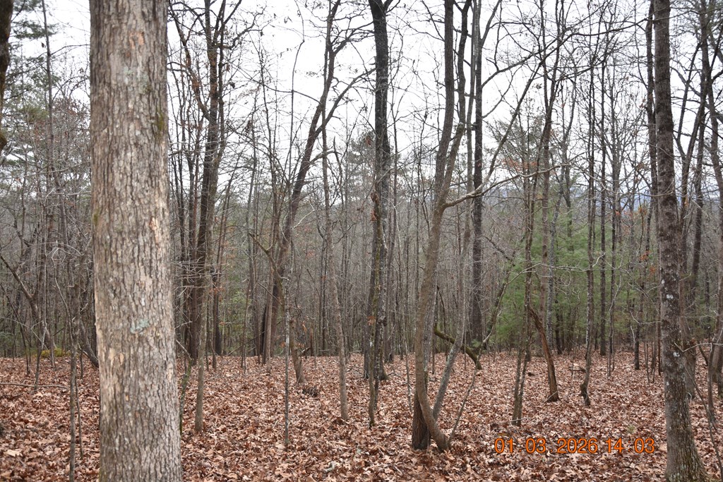 167 Swaims Road Hayesville, NC 28904 - Photo 52 of 69 a view of forest