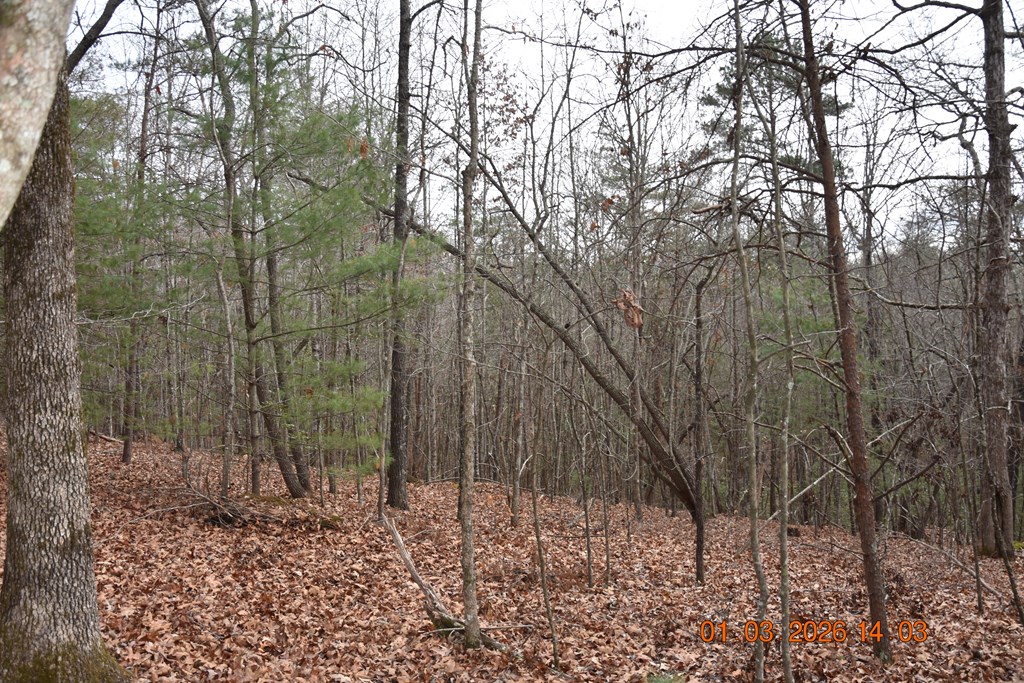 167 Swaims Road Hayesville, NC 28904 - Photo 53 of 69 a view of a forest filled with trees