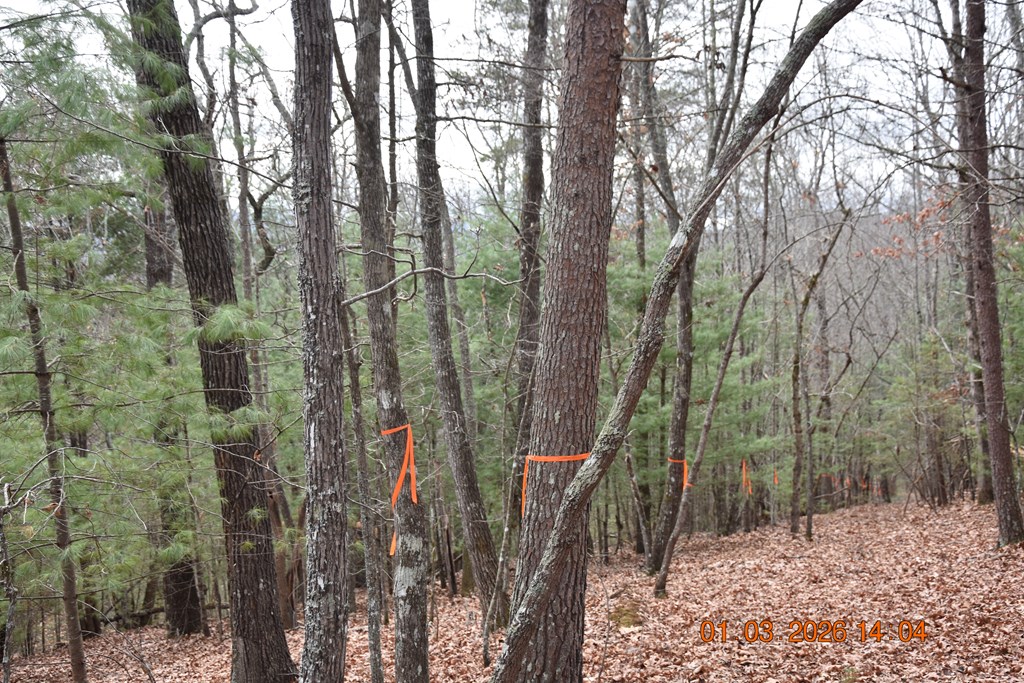 167 Swaims Road Hayesville, NC 28904 - Photo 54 of 69 a view of a yard with plants and trees