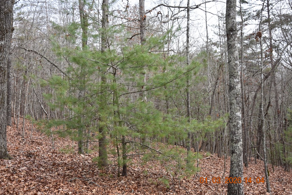 167 Swaims Road Hayesville, NC 28904 - Photo 55 of 69 a view of a forest filled with trees