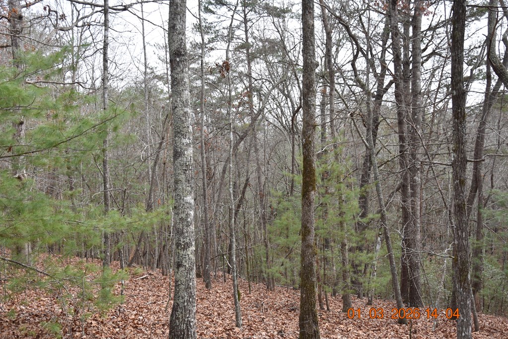 167 Swaims Road Hayesville, NC 28904 - Photo 56 of 69