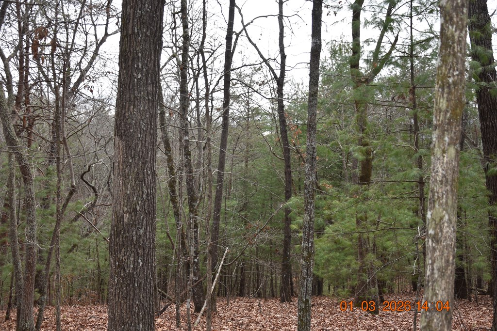 167 Swaims Road Hayesville, NC 28904 - Photo 57 of 69