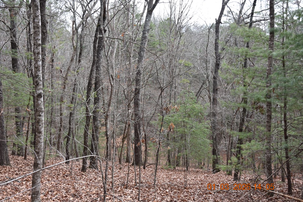 167 Swaims Road Hayesville, NC 28904 - Photo 58 of 69 a view of a forest with trees