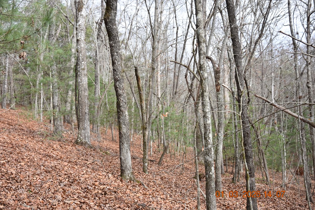 167 Swaims Road Hayesville, NC 28904 - Photo 59 of 69 a backyard of a house with lots of green space