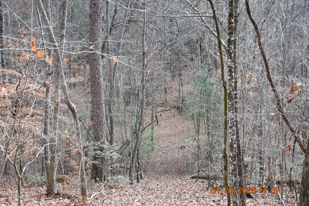 167 Swaims Road Hayesville, NC 28904 - Photo 60 of 69