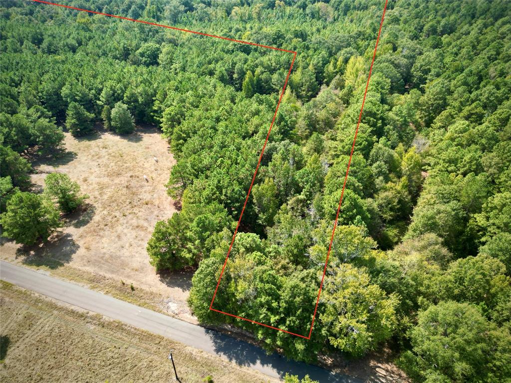 0 Rudd Road Ida, LA 71044 - Photo 5 of 16 Expansive wooded property featuring a mix of deciduous and evergreen trees, with an unpaved road at the property edge