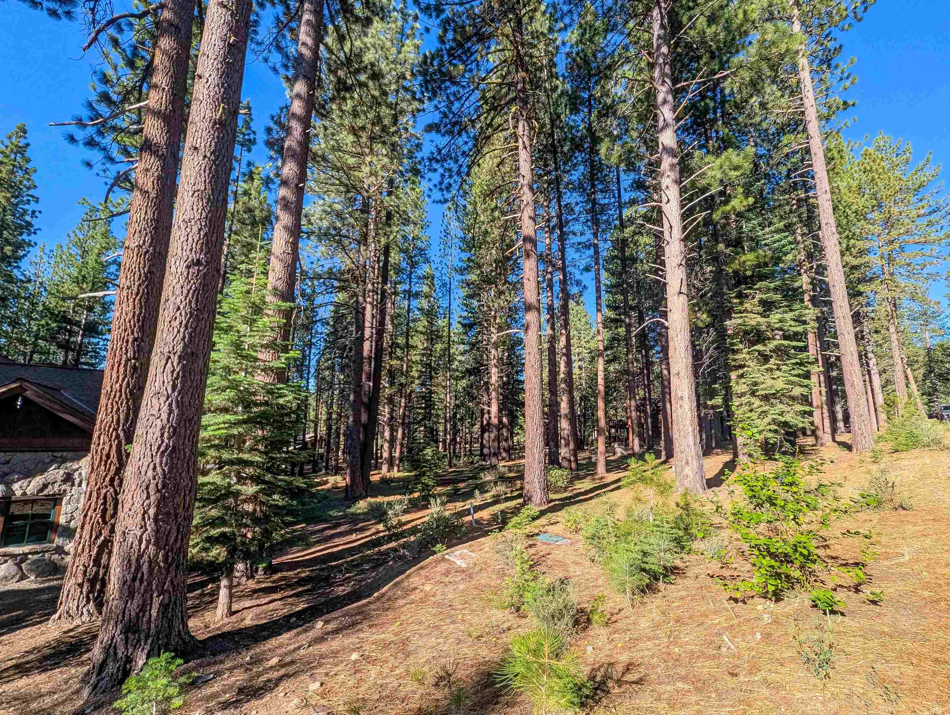 11561 Bottcher Loop Truckee, CA 96161 - Photo 1 of 21 a view of a yard with plants