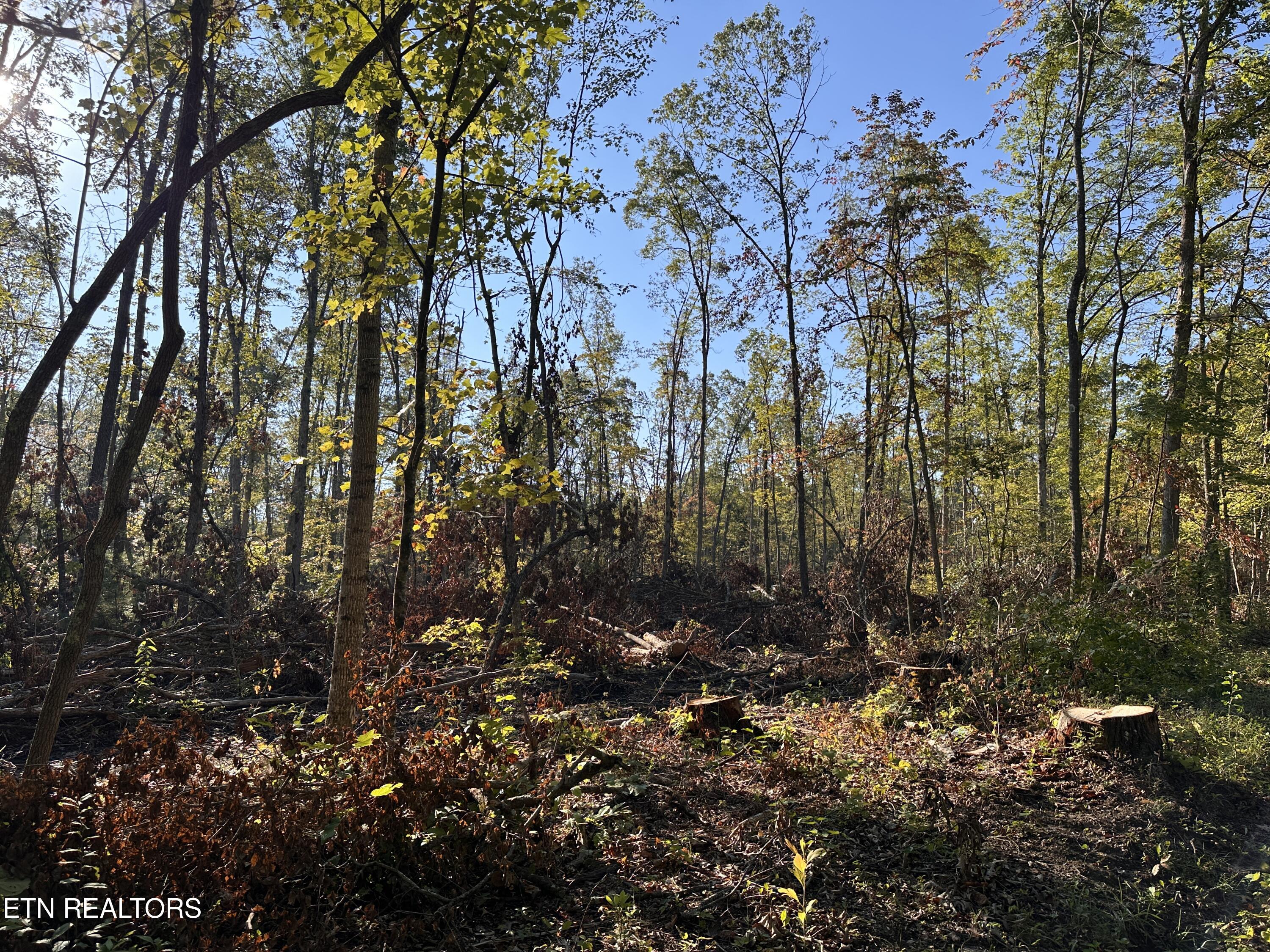 11.53-ac Government Pond Road Jamestown, TN 38556 - Photo 3 of 6 IMG_9656