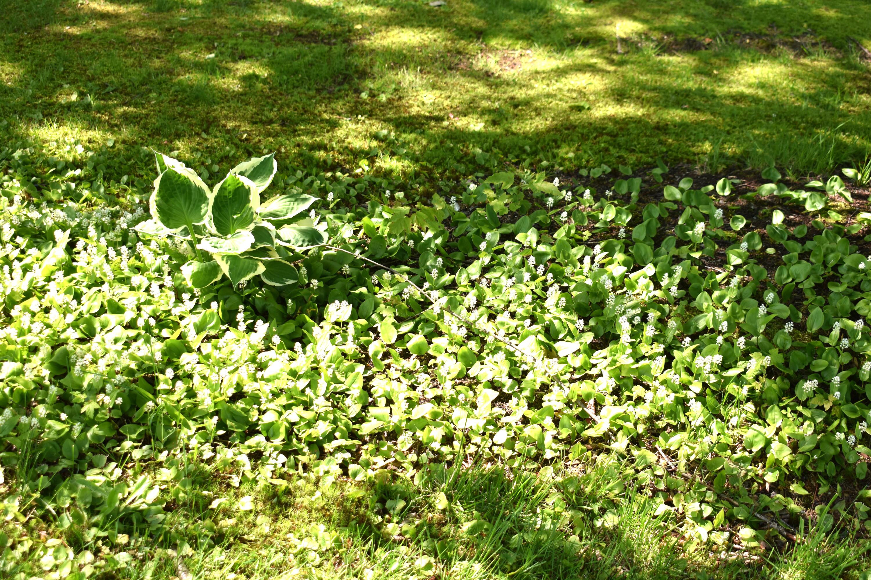 19 Pendleton Road Searsport, ME 04974 - Photo 31 of 37 DSC_0126 - Copy