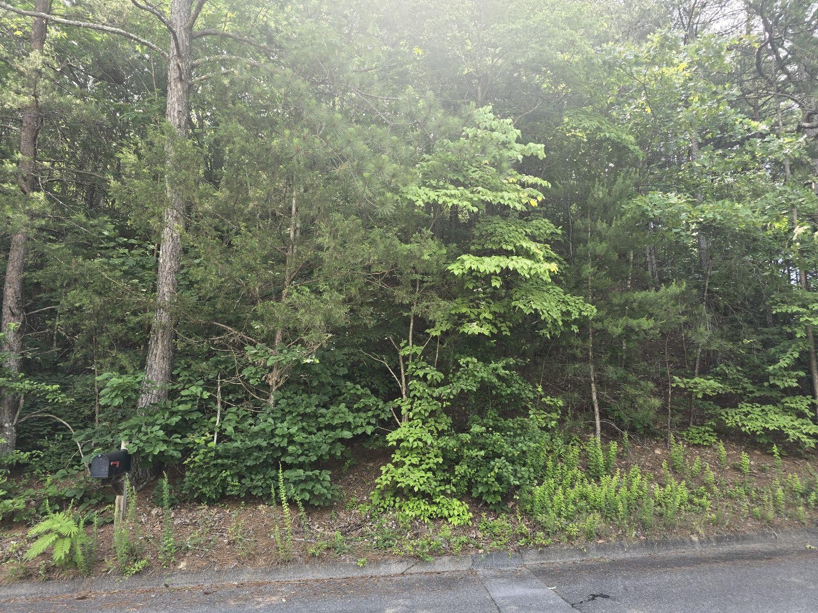 3302 Ridgeway Drive Cleveland, TN 37312 - Photo 2 of 5 a view of a forest with a tree