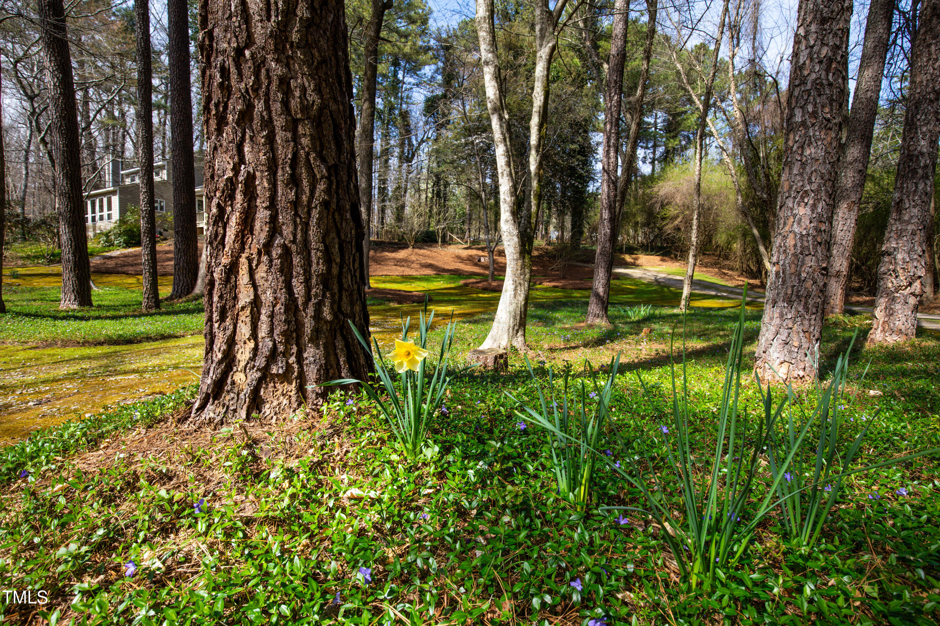 7409 Birch Tree Lane Wake Forest, NC 27587 - Photo 7 of 72 a view of a garden with a tree