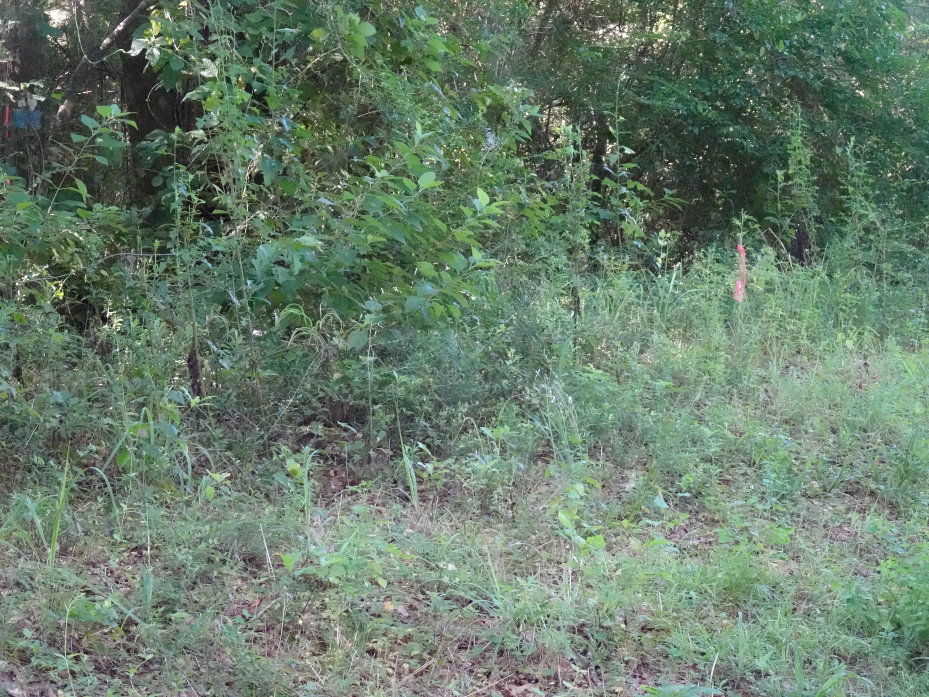 1890 Mathews Road Westville, FL 32464 - Photo 21 of 24 DSC00894
