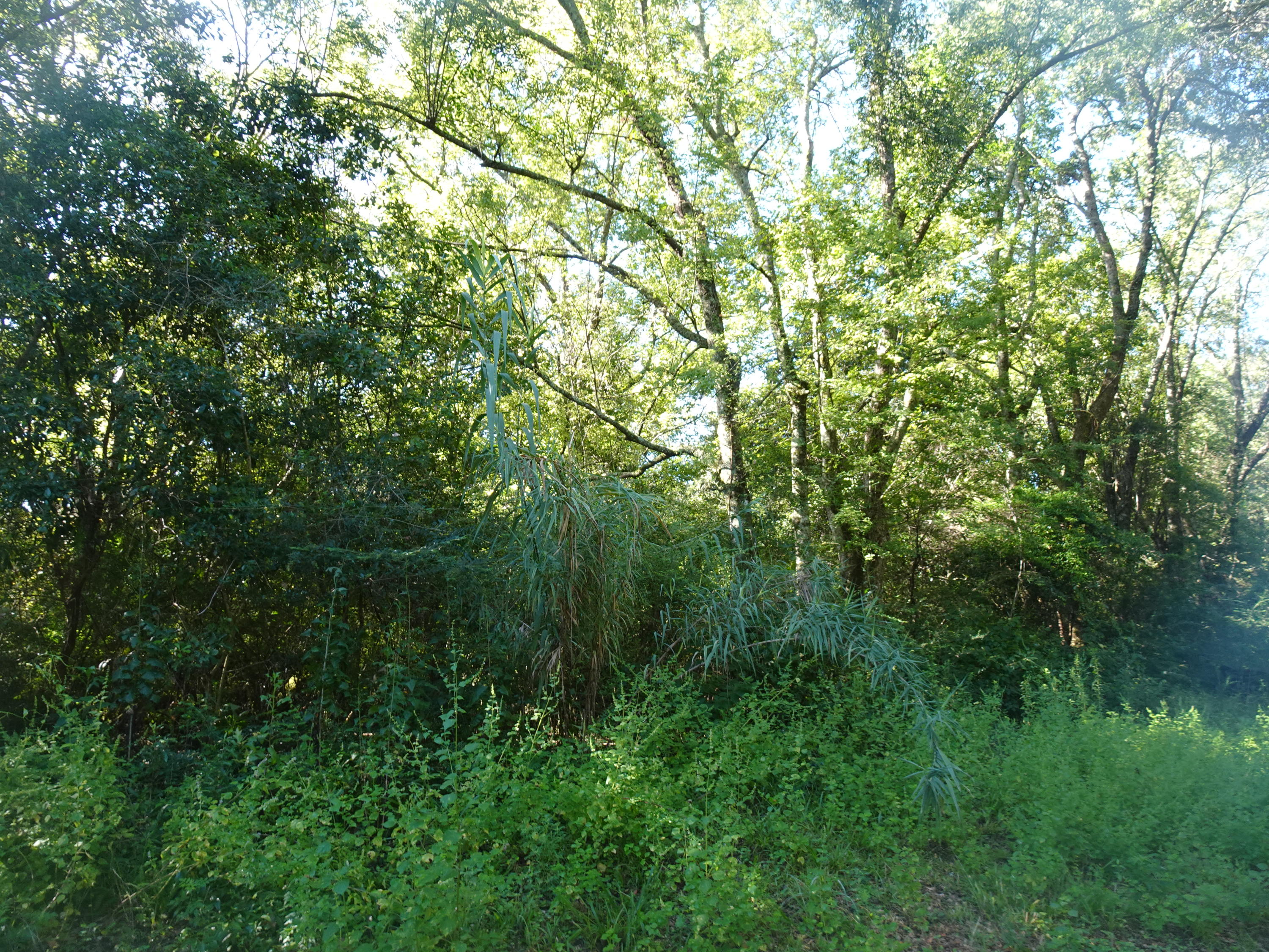 1890 Mathews Road Westville, FL 32464 - Photo 22 of 24 DSC00890
