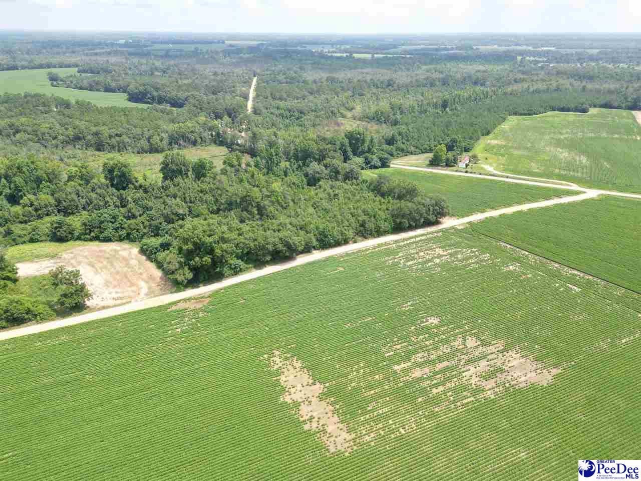 20-acres Manantial Road Lamar, SC 29069 - Photo 3 of 11 Gallery Image 3