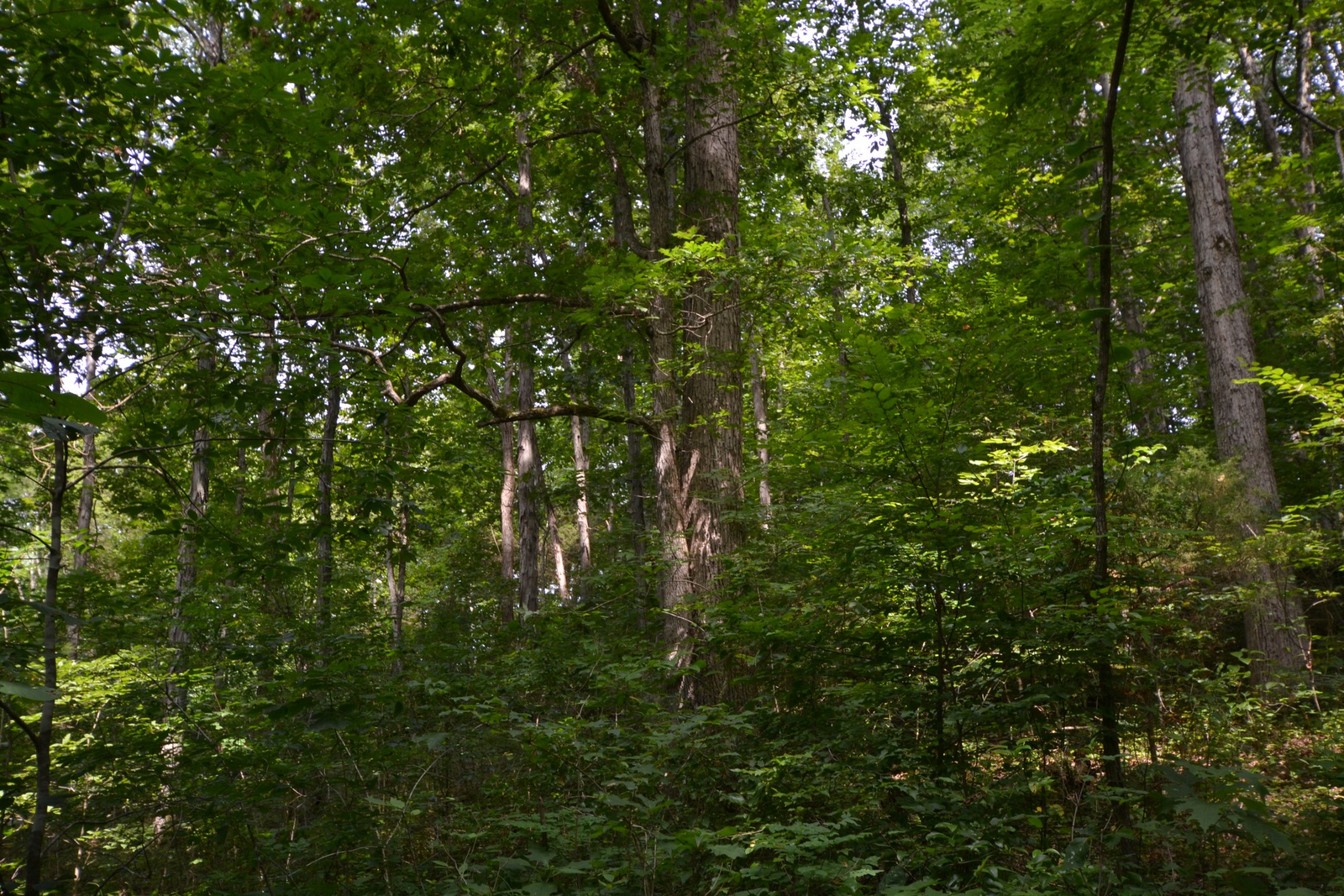 2 Norton Branch Road Beechgrove, TN 37018 - Photo 8 of 8 Gallery Image 8
