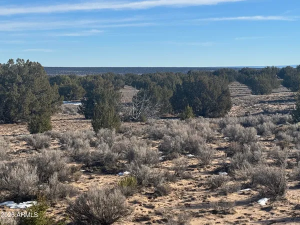 a view of a dry yard with trees