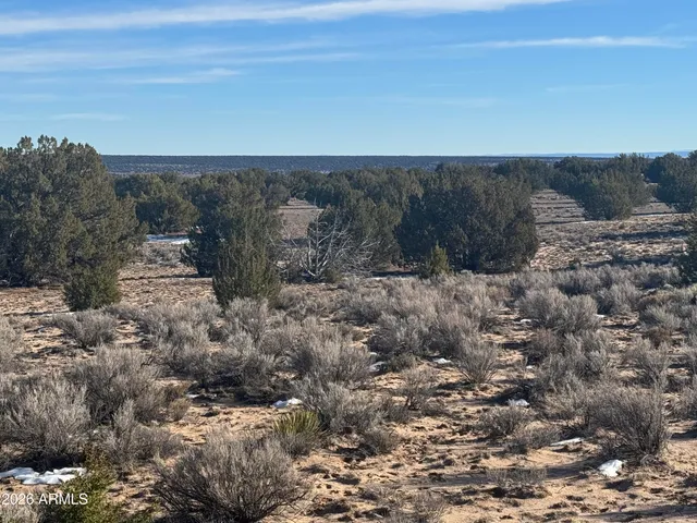 a view of a dry yard with trees