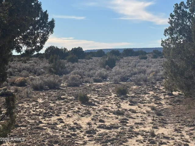 a view of a dry yard with trees in the background