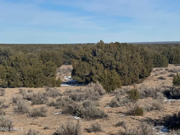 a view of a dry yard with green space