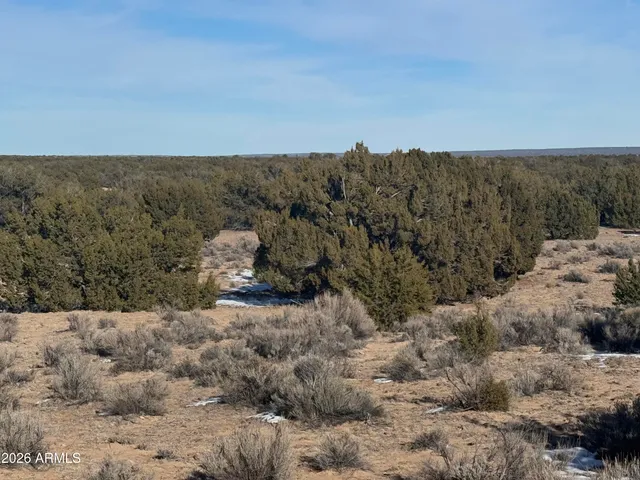 a view of a dry yard with green space
