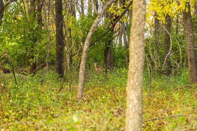 $209,000 | Lot 1 Timber Ridge Drive, Peculiar, MO 64078