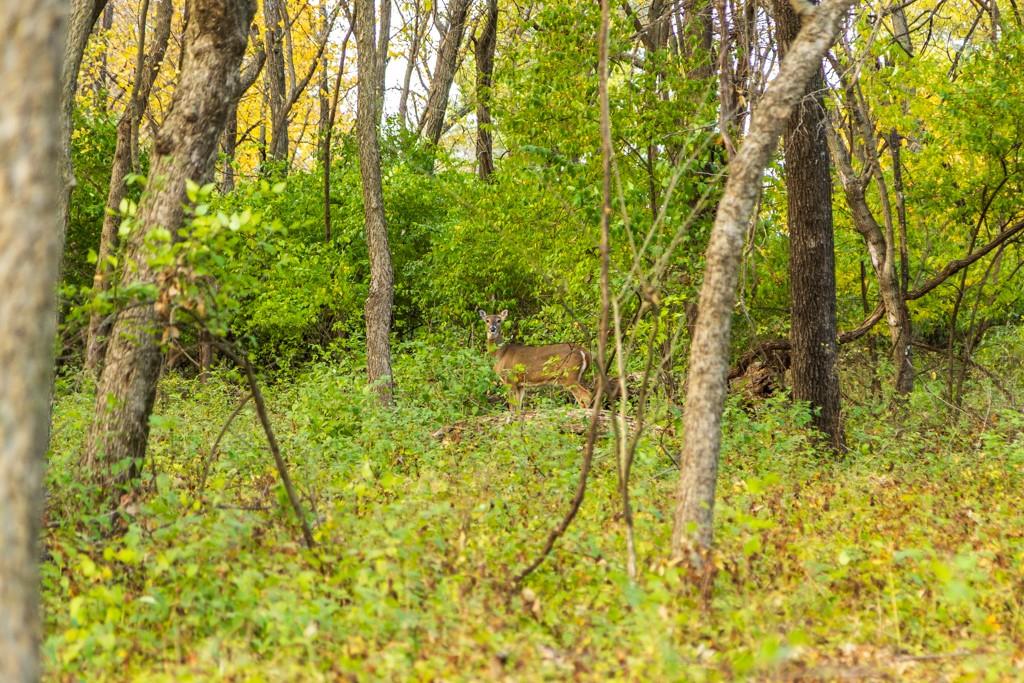 Lot 1 Timber Ridge Drive Peculiar, MO 64078 - Photo 28 of 30