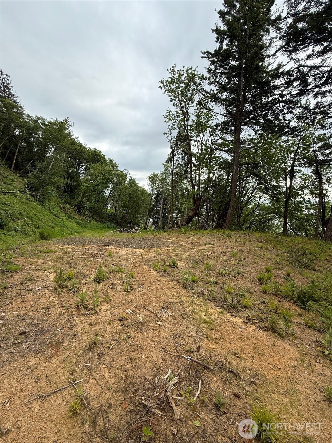 0 Altoona-Pillar Rock Road Rosburg, WA 98643 - Photo 4 of 7 a view of a yard with trees