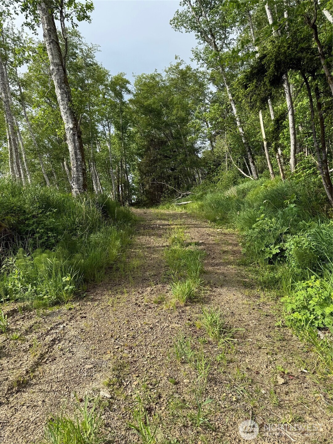 0 Altoona-Pillar Rock Road Rosburg, WA 98643 - Photo 7 of 7 a view of a lush green space