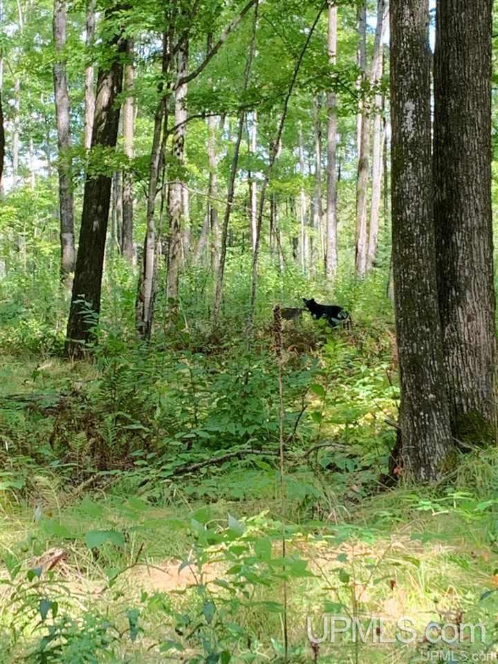 W8310 Leeman Road Sagola, MI 49881 - Photo 45 of 48 Gallery Image 45