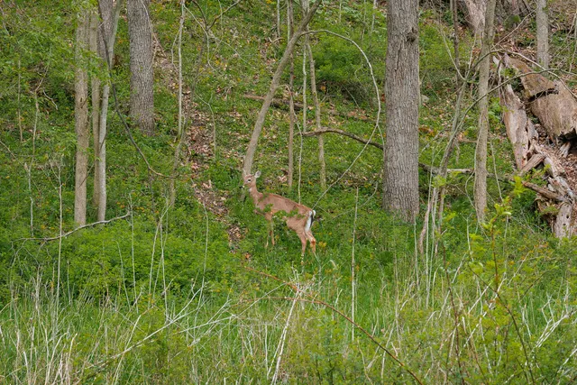 $1,475,000 | 0 North County Road 600 East, Bainbridge, IN 46105