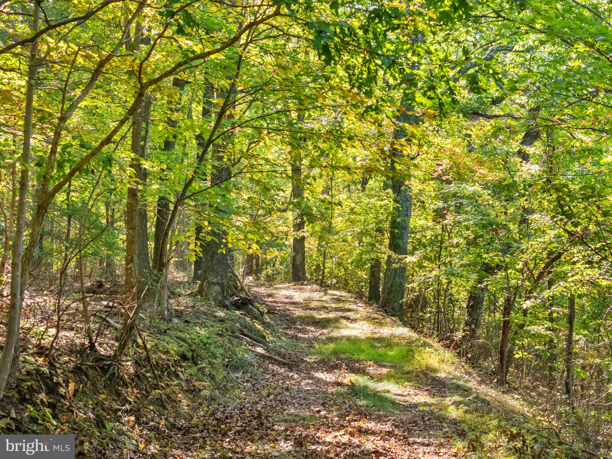9533 Howellsville Road Boyce, VA 22620 - Photo 4 of 65 100 acres of wooded mountain land
