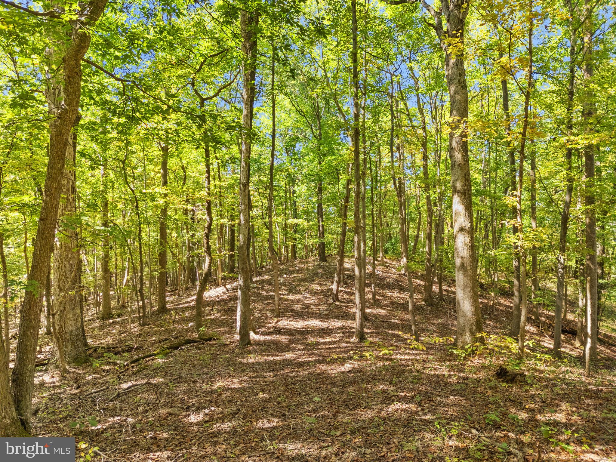 9533 Howellsville Road Boyce, VA 22620 - Photo 48 of 65 Excellent hunting land