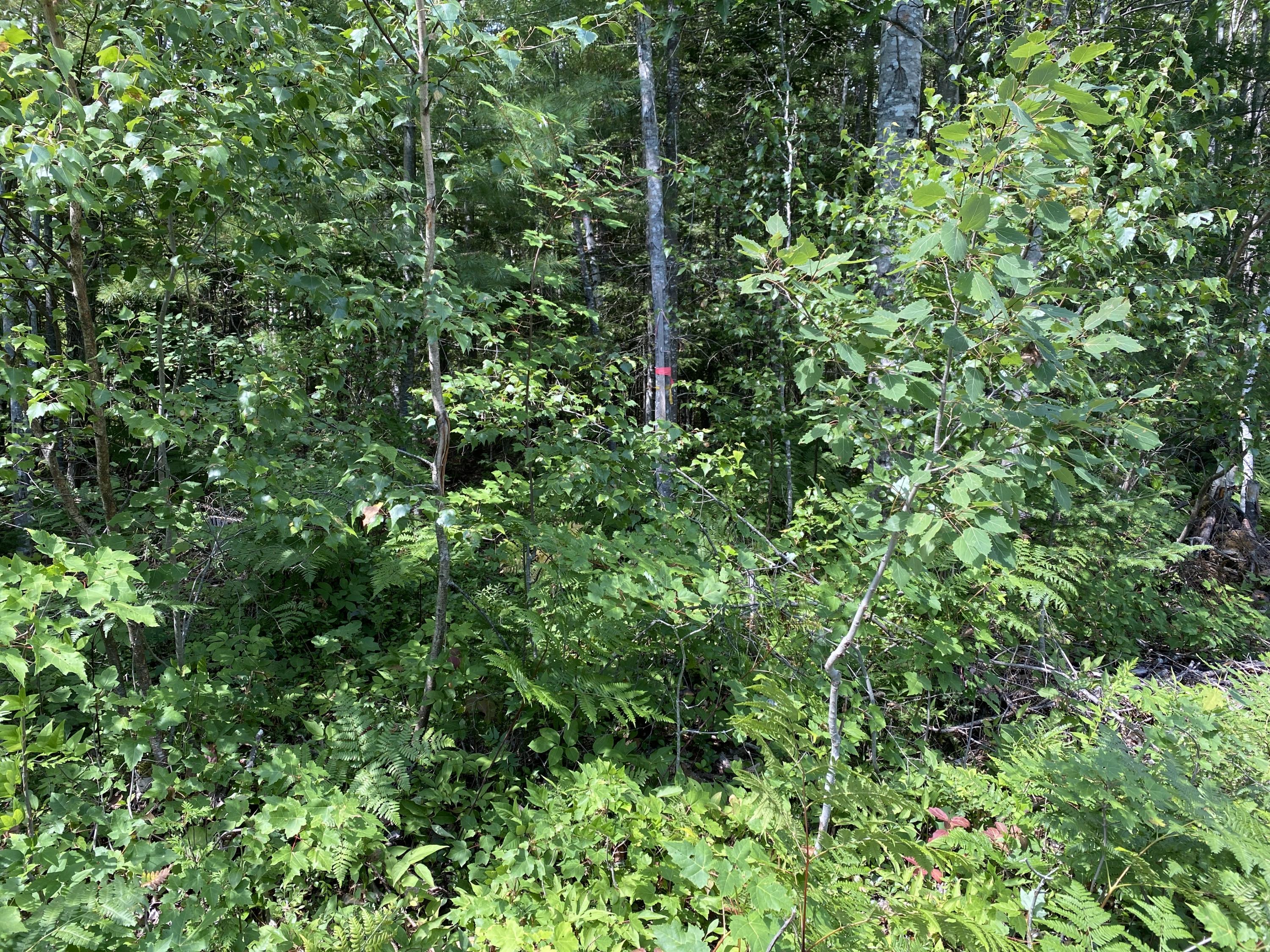 Lot14-3&4 Main Road Passadumkeag, ME 04475 - Photo 7 of 14 IMG_1039
