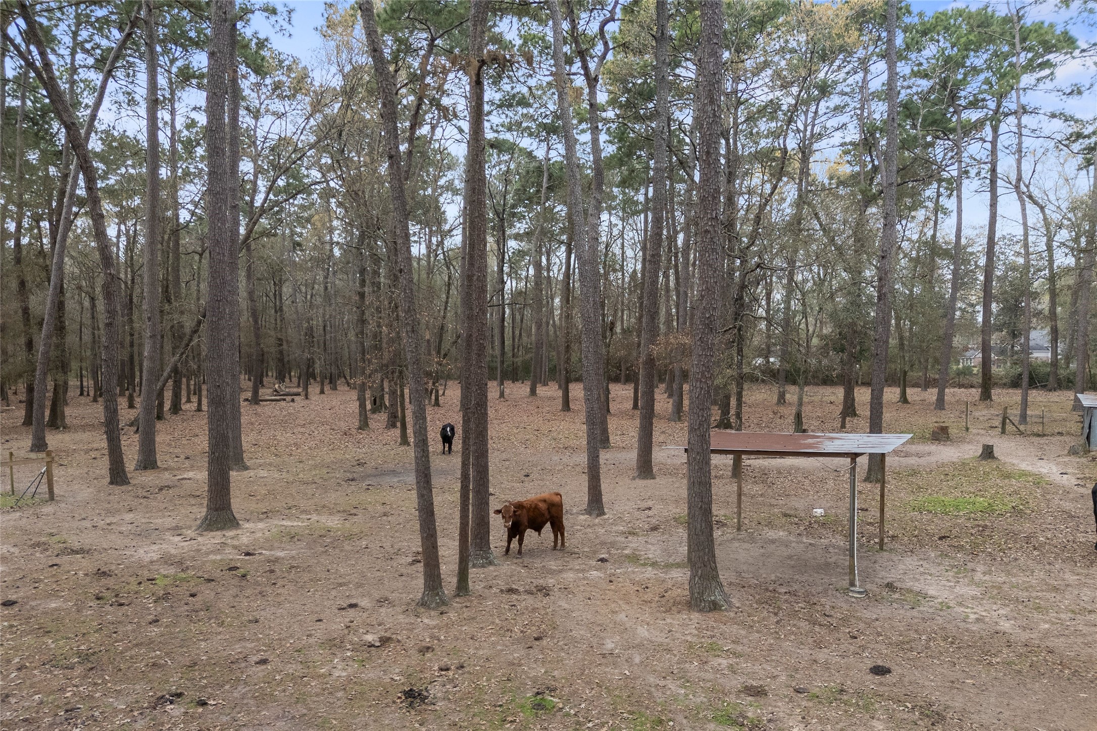 31601 Huffman Cleveland Road Huffman, TX 77336 - Photo 36 of 38 a view of a park with a bench