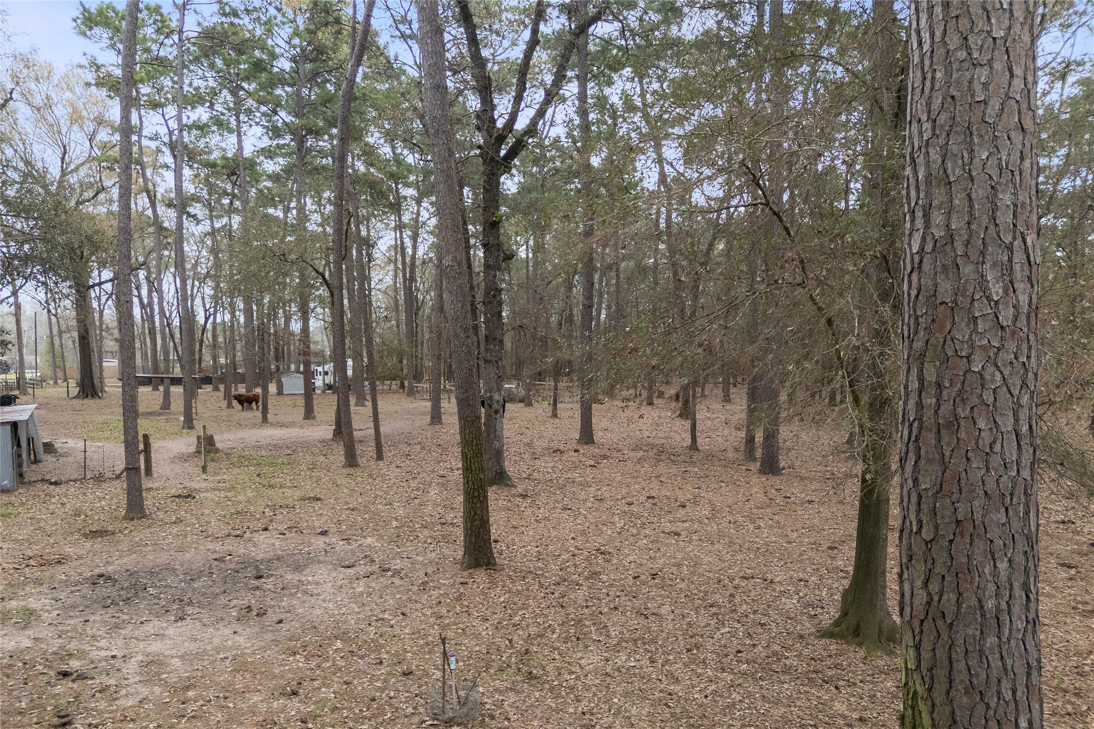31601 Huffman Cleveland Road Huffman, TX 77336 - Photo 38 of 38 a view of open space with trees