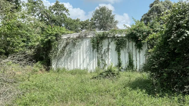 a plant of lots of trees