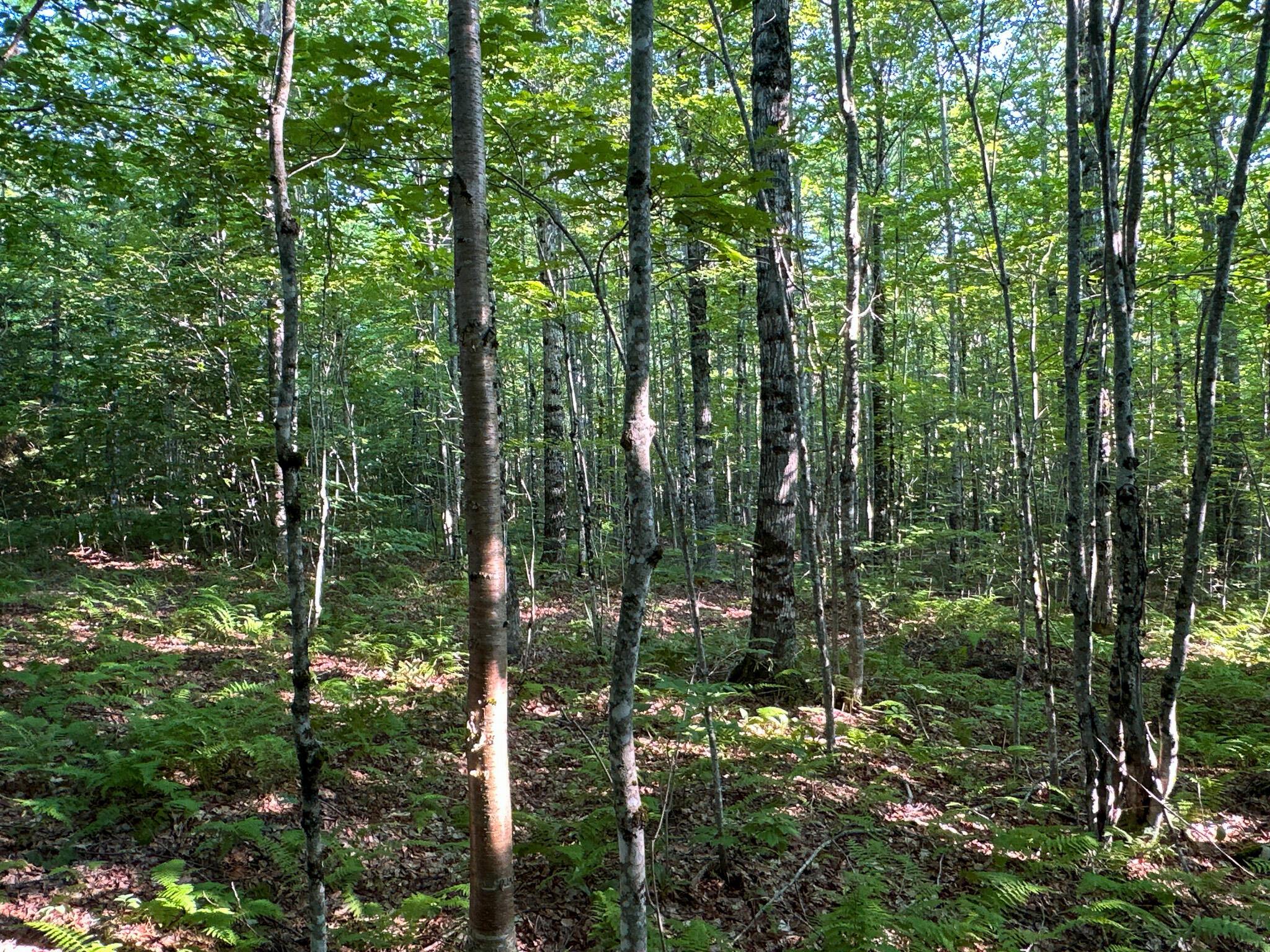M11-l11 Sheepskin Road Carroll Plt, ME 04487 - Photo 33 of 47 32