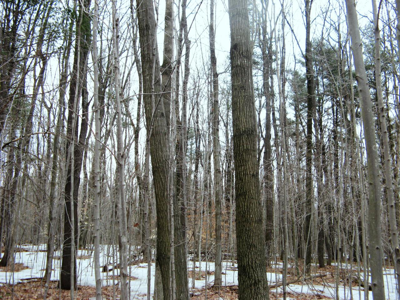 Beartown Mountain Road Monterey, MA 01245 - Photo 3 of 3 lightly wooded