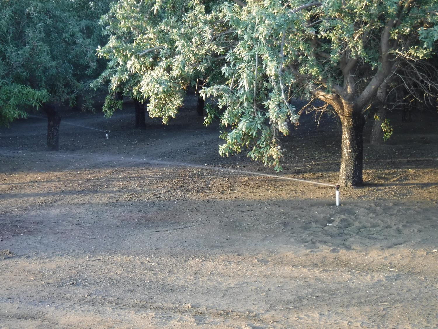 18401 Davis Road Patterson, CA 95363 - Photo 10 of 20 a view of a yard with a tree